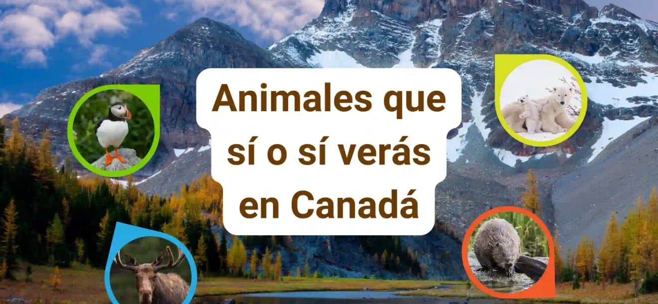 Descubre la fauna canadiense